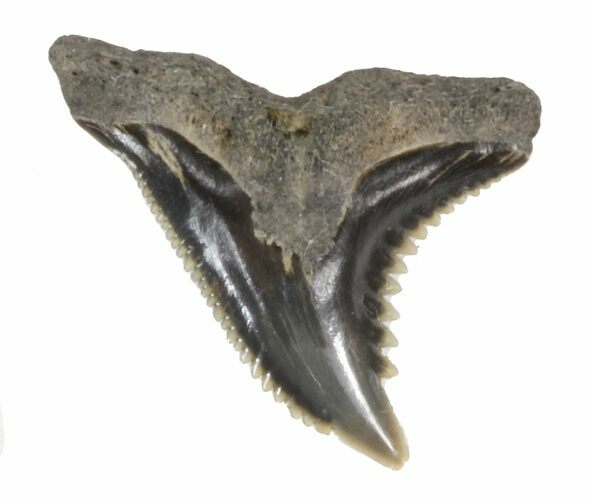 Fossil Hemipristis Shark Tooth - Maryland #42555